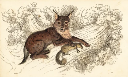 Eurasischer Luchs, Lynx lynx