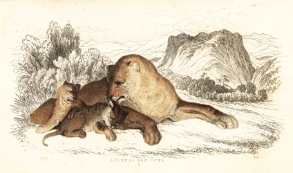 Löwin und Junge, Panthera leo, 1834 (Gravur)
