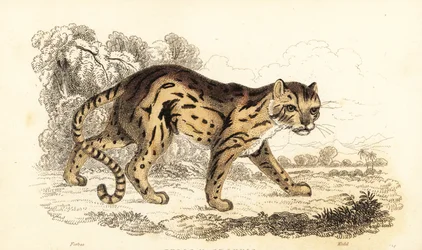 Margay, Leopardus wiedii (Gravur)