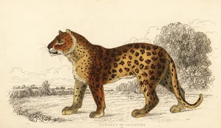 Der Panther der Antike
