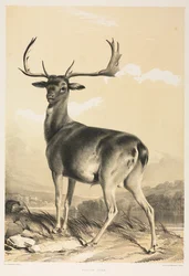 Damwild