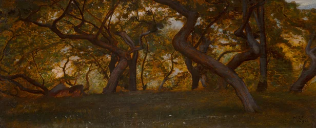 Ein Wald bei Volterra, Italien