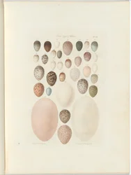 Vogeleier von Victoria. Das unveröffentlichte Foliobuch Australia Terra Cognita von William Blandowski. 1855-56