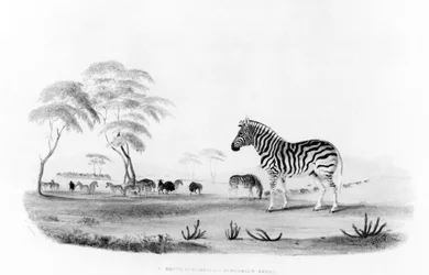 Equus burchelli, oder Burchells Zebra, aus 