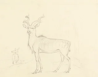 Der Kudu