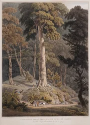 Ansicht des großen Baums, Prince of Wales Island