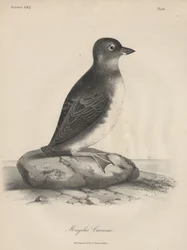 Megalus Cassinii, Lithographie von J.T. Bowen, 1850