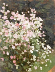 Rosa Blumen