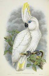 Blauäugiger Kakadu