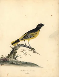 Baltimoretrupial, Icterus galbula. (Baltimoretrupial, Oriolus baltimore) Handkolorierter Kupferstich einer Illustration von Matilda Hayes aus William Hayes