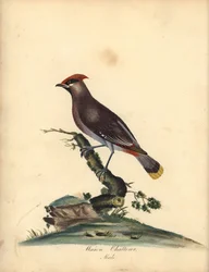 Seidenschwanz, Bombycilla garrulus. (Seidenschwanz, Ampelis garrulus) Handkolorierter Kupferstich nach einer Illustration von A. (Ann) Hayes aus William Hayes