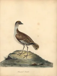 Großtrappe, Otis tarda, Weibchen. Handkolorierter Kupferstich von William und Emily Hayes aus William Hayes