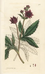 Sumpf-Blutauge, Comarum palustre. Handkolorierte Kupferstichgravur von James Sowerby aus James Smiths 