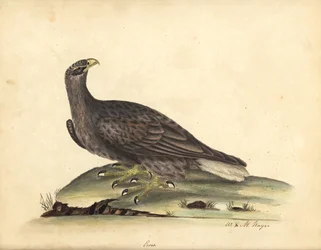 Seeadler, Haliaeetus albicilla (Erne, Aquila albicilla). Handkolorierter Kupferstich nach einer Illustration von William Hayes und seiner Tochter M. (Matilda) aus 