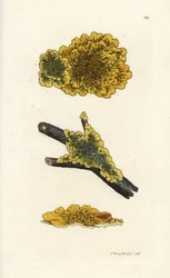 Gelbe Wandflechte, Lichen parietinus. Handkolorierte Kupferstichgravur von James Sowerby aus James Smiths 