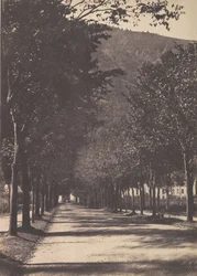 Allee von Bäumen, Pau, 1854