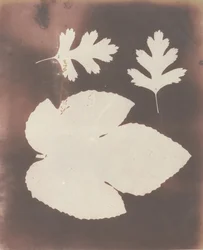 1. Feigenblatt. 2. Weißdornblatt