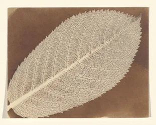 [Blatt]
