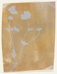 Stängel von Blättern und Blumen