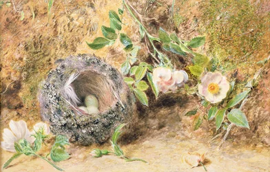 Stillleben mit Buchfinkennest