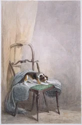 Studie eines Hundes auf einem Stuhl