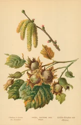 Hasel, Kätzchen und Frucht