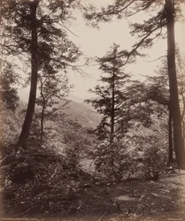 Kliffansicht durch die Bäume, um 1895