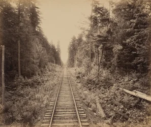Hemlock-Wald, um 1895