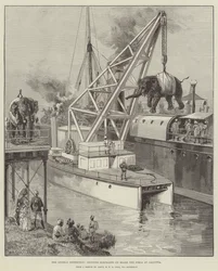 Die Looshai-Expedition, Elefanten an Bord der Simla in Kalkutta verladen