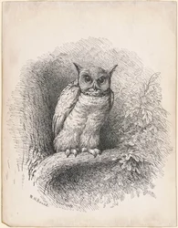 Eule