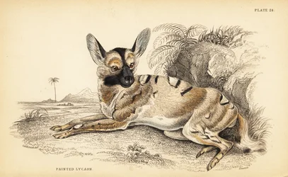 Afrikanischer Wildhund, Lycaon pictus, gefährdet