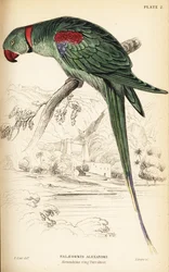 Alexandrinsittich oder Alexandrinpapagei, Psittacula eupatria
