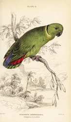 Schwarzhals-Unzertrennlicher, Agapornis swindernianus