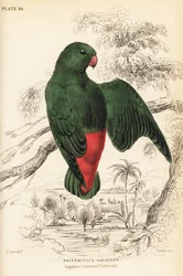 Blaukronen-Hängepapagei, Loriculus galgulus