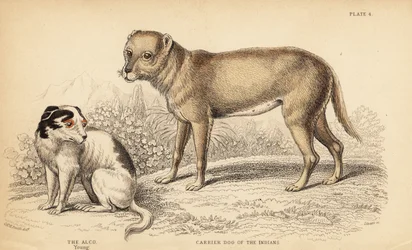 Traghund der Indianer oder Techichi aus Mexiko, Vorfahr des Chihuahuas, Canis lupus familiaris, und ein junger Alco-Hund, in Mexiko Yzi-cuinte potzotli, Canis lupus familiaris (Canis alco)