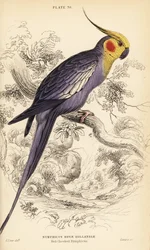 Nymphensittich, Nymphicus hollandicus