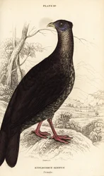 Hauben-Feuerrückenfasan, Lophura ignita, Weibchen (Macartney-Hahn, Euplocomus ignitus)