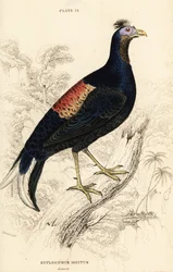 Hauben-Feuerrückenfasan, Lophura ignita, Männchen (Macartney-Hahn, Euplocomus ignitus)