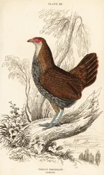 Weiblicher Grauer Dschungelhahn oder Sonnerats Dschungelhahn, Gallus sonneratii (Gallus sonnerati)