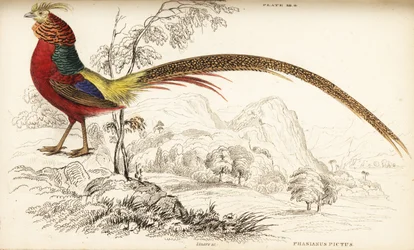 Goldfasan oder Chinesischer Fasan, Chrysolophus pictus