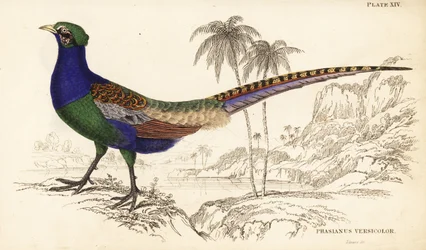 Buntfasan oder Japanischer Buntfasan, Männchen, Phasianus versicolor