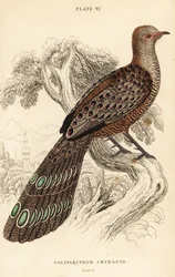 Grauer Pfaufasan oder Burma-Pfaufasan, Polyplectron bicalcaratum