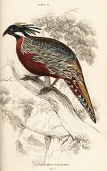 Koklassfasan, Pucrasia macrolopha