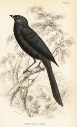 Nördlicher Trauerschnäpper, Melaenornis edolioides