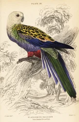 Blasskopfrosella (palliceps), Platycercus adscitus palliceps