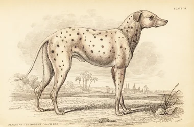 Elternteil des modernen Kutschenhundes, Canis lupus familiaris