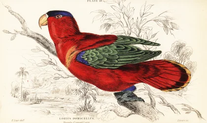 Purpurnacken-Lori, Lorius domicella