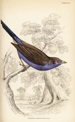 Rotwangen-Cordonbleu, Uraeginthus bengalus