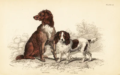 Setter und Cockerspaniel, Canis lupus familiaris