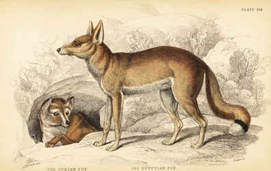 Syrischer Fuchs oder Taaleb, Vulpes thaleb (oder Blanfords Fuchs, Vulpes cana?) und Ägyptischer Fuchs oder Sabora, Vulpes vulpes niloticus